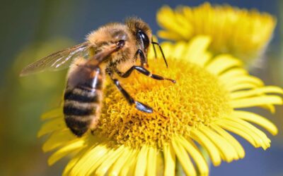 MOST OF THE FOOD WE EAT DEPENDS ON BEES