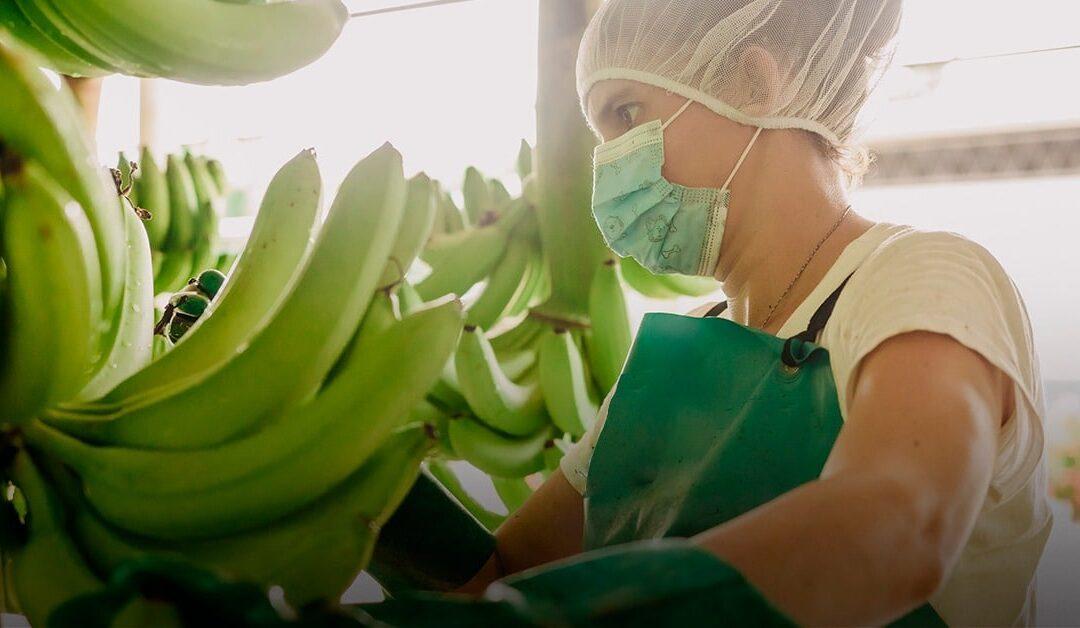 Bananas