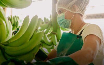 THE DELICIOUS WORLD OF BANANAS: BENEFITS AND DIFFERENCES BETWEEN CONVENTIONAL AND ORGANIC BANANAS