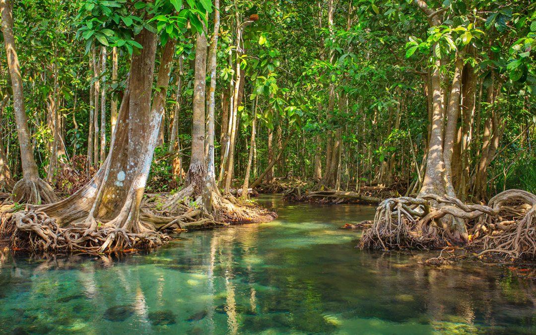mangrove